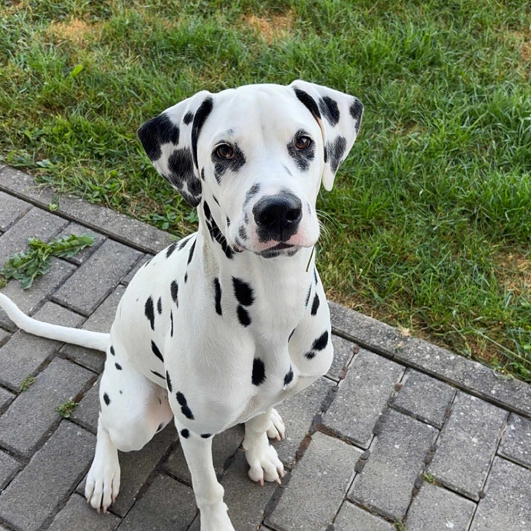 Vaya participe au concours pour gagner de l'argent avec cette photo : alert, animal, black_spots, canine, cute, dalmatian, daylight, dog, ears, grass, nature, outdoor, pavement, pet, puppy, sitting, spotted, tail, white, young