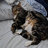 Seven is registered to the contest to win money with this photo: cat, tabby, sleeping, bed, blanket, pillow, feline, pet, resting, cozy, indoor, fur, whiskers, cute, domestic, animal, relaxed, comfort, nap, striped