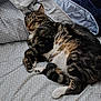 cat, tabby, sleeping, bed, blanket, pillow, feline, pet, resting, cozy, indoor, fur, whiskers, cute, domestic, animal, relaxed, comfort, nap, striped