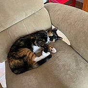 Ully a rejoint le concours — aidez-le/la à gagner de superbes lots ! cat, calico, feline, pet, indoor, armchair, beige, fur, whiskers, paws, green_eyes, resting, cute, cozy, home, furniture, relaxed, looking_up, curled_up, domestic_animal