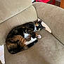 cat, calico, feline, pet, indoor, armchair, beige, fur, whiskers, paws, green_eyes, resting, cute, cozy, home, furniture, relaxed, looking_up, curled_up, domestic_animal