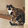 Ully participe au concours pour gagner de l'argent avec cette photo : cat, tortoiseshell, animal, pet, indoor, floor, stairs, curious, alert, feline, whiskers, yellow_eyes, fur, tail, corner, house, domestic, mammal, sitting, looking