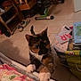 cat, calico_cat, paws, bed, floor, tiles, shoes, books, stationary_bike, indoor, curious, whiskers, furniture, clutter, table, paper, notebook, colorful, pet, animal