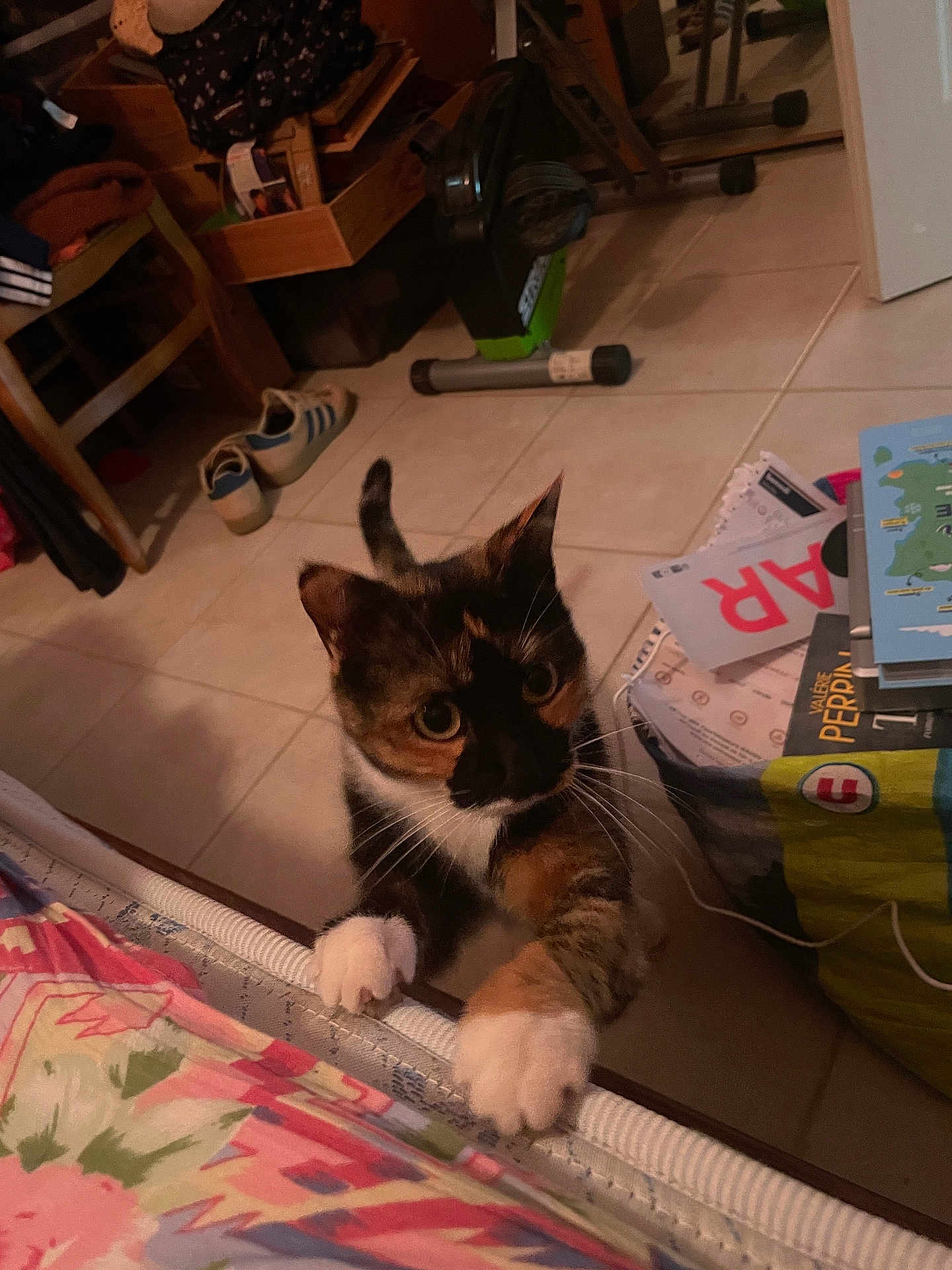 Ully participe au concours pour gagner de l'argent avec cette photo : cat, calico_cat, paws, bed, floor, tiles, shoes, books, stationary_bike, indoor, curious, whiskers, furniture, clutter, table, paper, notebook, colorful, pet, animal