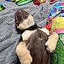 Yogi Bear is registered to the contest to win money with this photo: dog, lying_down, paws, blanket, toy, colorful, quilt, indoor, sleeping, pet, cozy, fur, relaxation, bedroom, comfort, resting, animal, cute, soft_texture, home