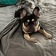 Yogi Bear is registered to the contest to win money with this photo: dog, french_bulldog, puppy, pet, bed, blanket, gray_blanket, gold_chain, ear, paw, curious, lying_down, indoor, cozy, teal_pillow, fur, nose, cute, animal, domestic