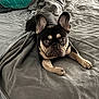 dog, french_bulldog, puppy, pet, bed, blanket, gray_blanket, gold_chain, ear, paw, curious, lying_down, indoor, cozy, teal_pillow, fur, nose, cute, animal, domestic