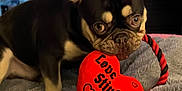 Yogi Bear is registered to the contest to win money with this photo: dog, puppy, french_bulldog, toy, heart, red, blanket, indoor, pet, cute, ears, playing, animal, canine, fur, bedroom, cozy, looking, closeup, home