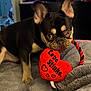 dog, puppy, french_bulldog, toy, heart, red, blanket, indoor, pet, cute, ears, playing, animal, canine, fur, bedroom, cozy, looking, closeup, home