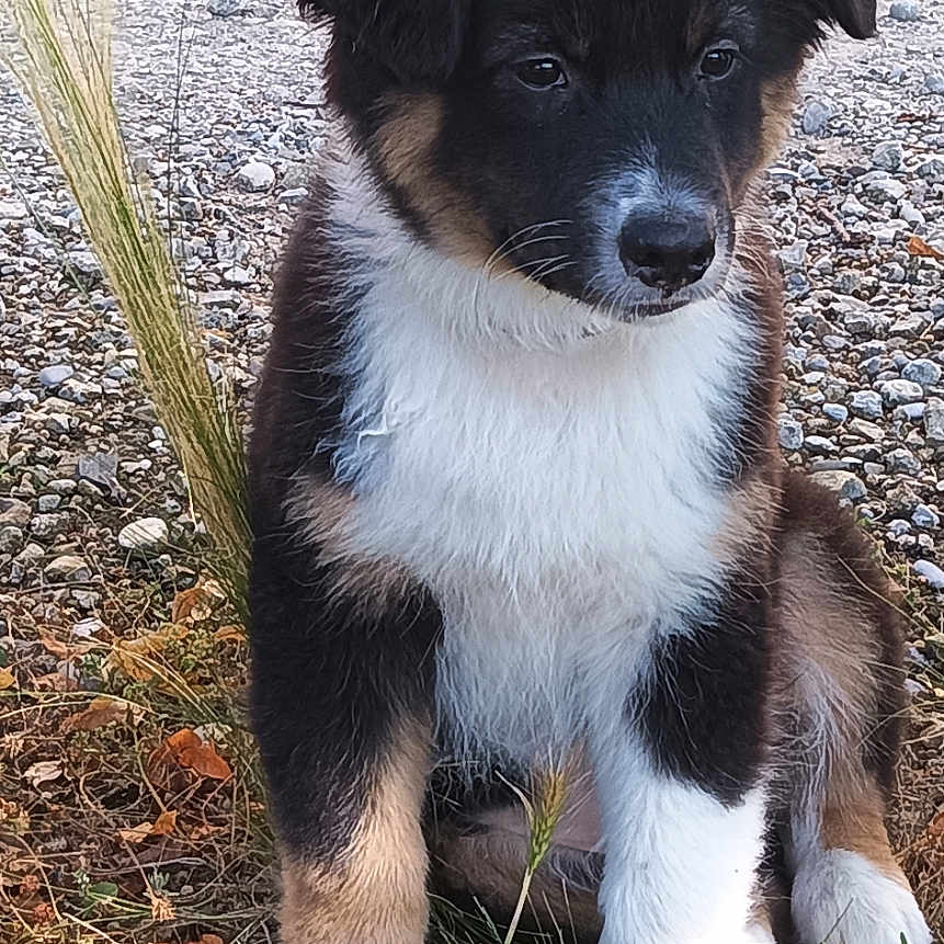 Loki a rejoint le concours — aidez-le/la à gagner de superbes lots ! animal, canine, cockerspaniel, collie, dog, eskimodog, flagstone, grass, hound, husky, papillon, path, pet, plant, puppy, slate, snout, soil, terrier, walkway