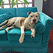 Rocco participe au concours pour gagner de l'argent avec cette photo : dog, couch, indoor, relaxed, pet, teal_couch, armrest, window, plant, greenery, wooden_floor, home, comfort, resting, animal, fur, domestic_animal, living_room, pillow, daylight