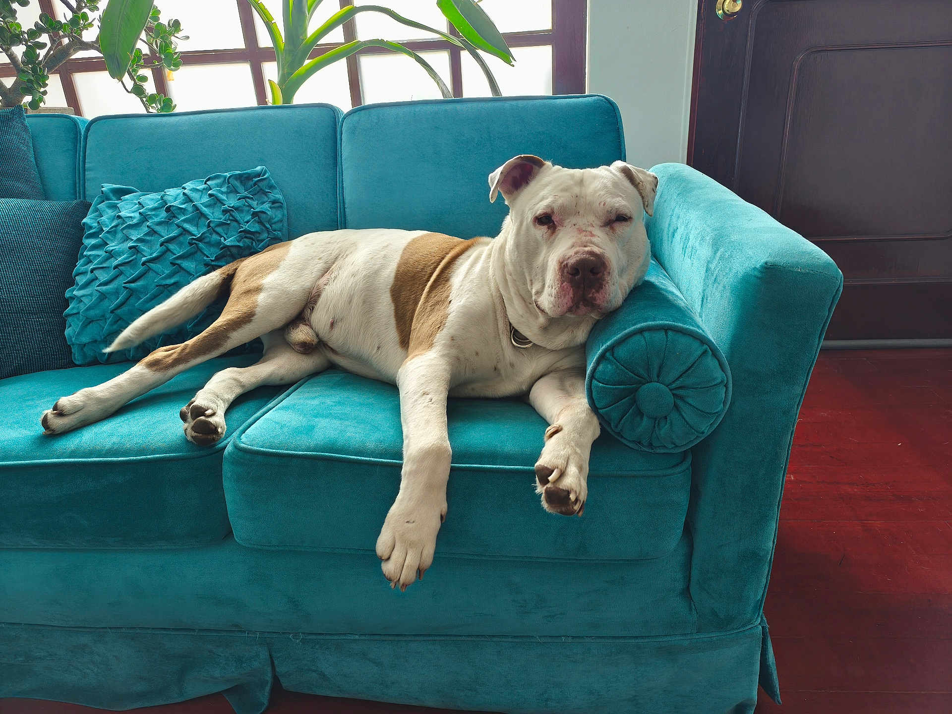 Rocco participe au concours pour gagner de l'argent avec cette photo : dog, couch, indoor, relaxed, pet, teal_couch, armrest, window, plant, greenery, wooden_floor, home, comfort, resting, animal, fur, domestic_animal, living_room, pillow, daylight