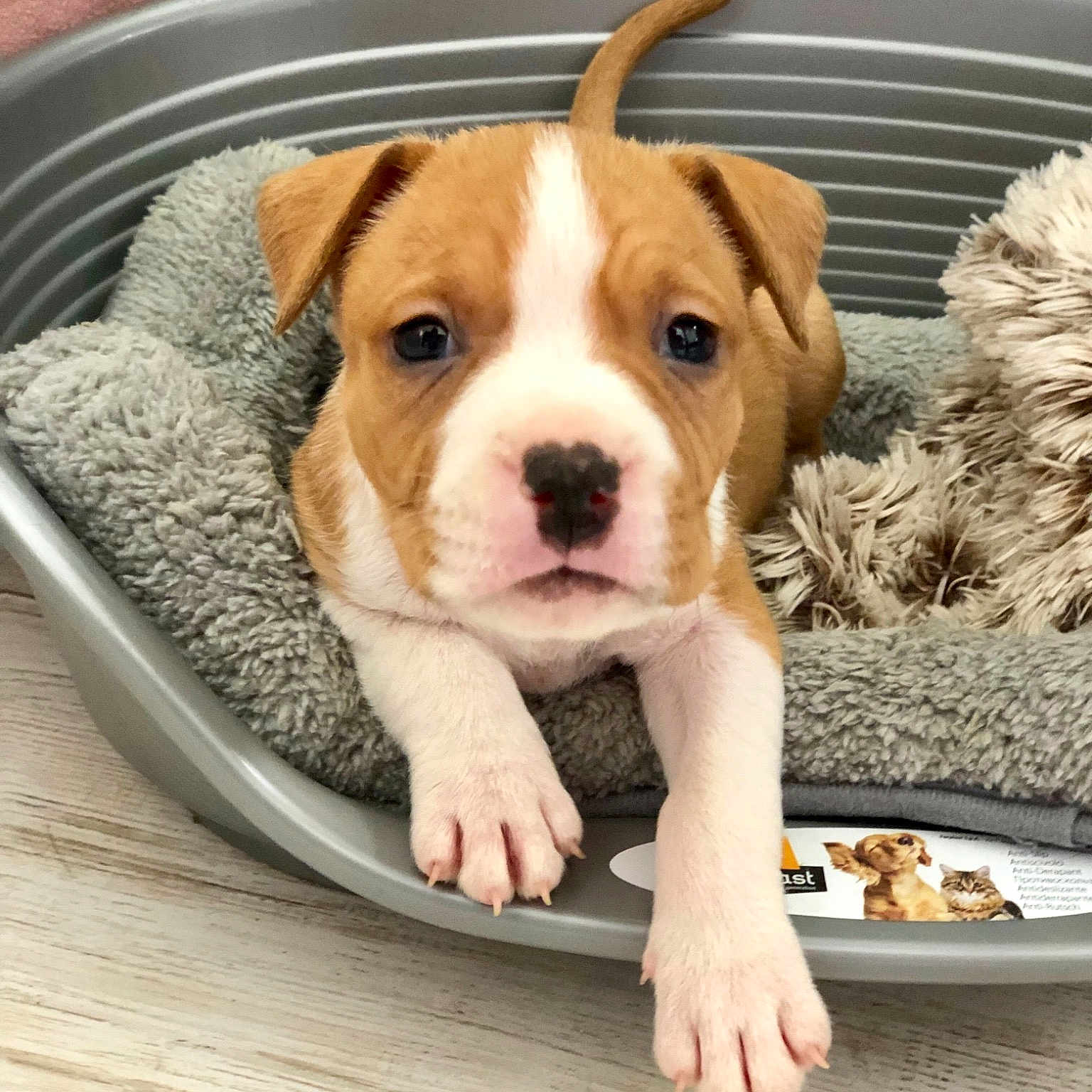 Aron a rejoint le concours — aidez-le/la à gagner de superbes lots ! american_pit_bull_terrier, american_staffordshire_terrier, australian_bulldog, bulldog, canidae, carnivore, companion_dog, dog, dog_breed, fawn, mammal, non_sporting_group, olde_english_bulldogge, pit_bull, puppy, puppy_love, rare_breed_dog, sporting_group, valley_bulldog, vertebrate