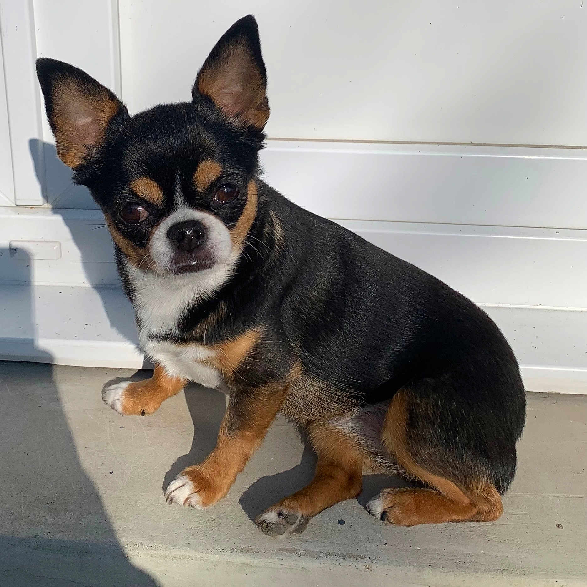 Nyxie