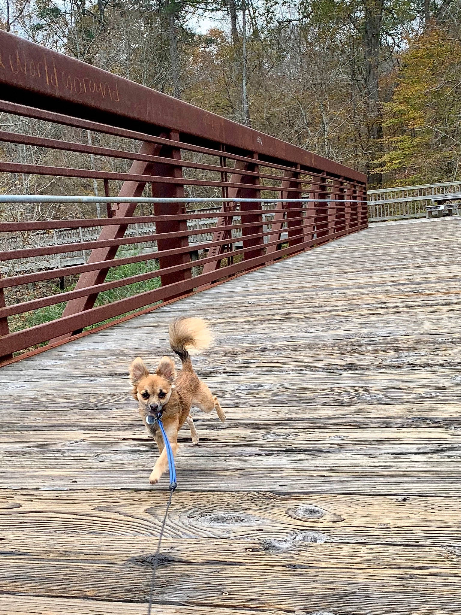 Haze is registered to the contest to win money with this photo: canidae, carnivore, dog, dog_breed, fawn, labradoodle, leash, sporting_group, tail, tree, wood