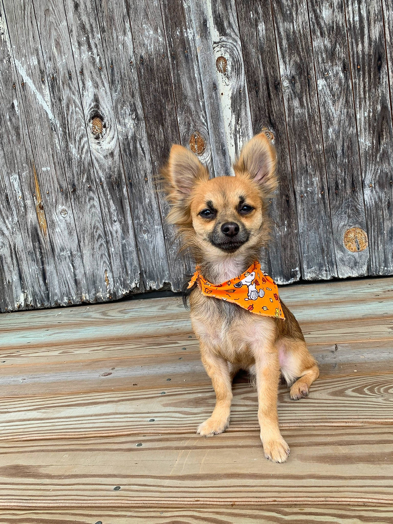 Haze is registered to the contest to win money with this photo: canidae, carnivore, chihuahua, companion_dog, dog, dog_breed, fawn, german_spitz, mammal, non_sporting_group, pomeranian, puppy, snout, tibetan_spaniel, toy_dog, vertebrate