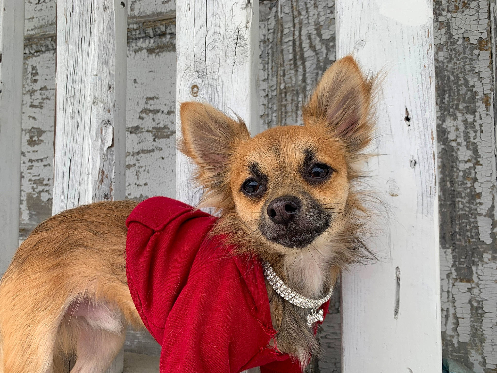 Haze is registered to the contest to win money with this photo: animal_shelter, canidae, carnivore, chihuahua, companion_dog, dog, dog_breed, fawn, mammal, puppy, snout, toy_dog, vertebrate, whiskers