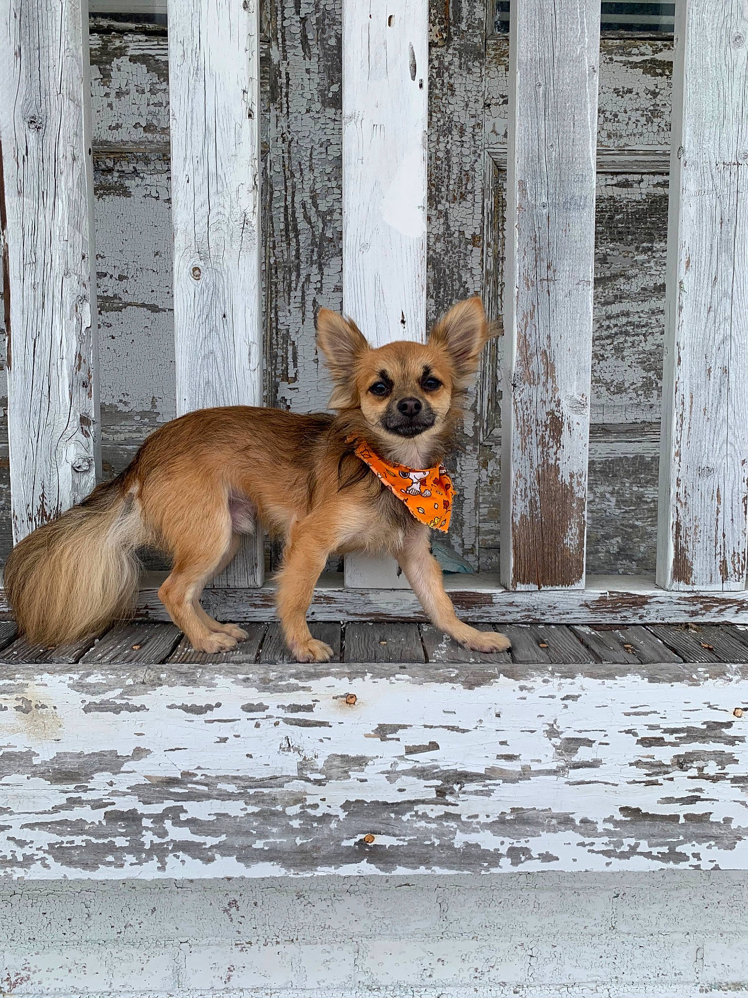 Haze is registered to the contest to win money with this photo: canidae, carnivore, chihuahua, companion_dog, dog, dog_breed, fawn, mammal, puppy, russkiy_toy, snout, street_dog