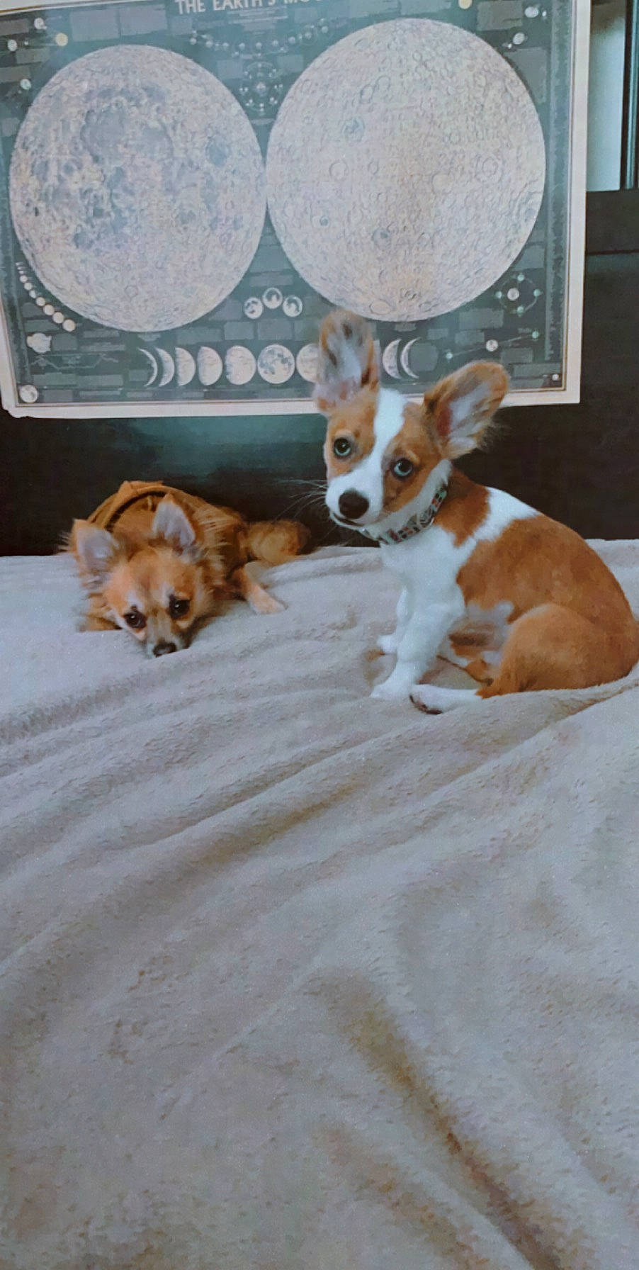 Berkeley is registered to the contest to win money with this photo: canidae, cardigan_welsh_corgi, carnivore, chihuahua, companion_dog, corgi_chihuahua, dog, dog_breed, fawn, mammal, pembroke_welsh_corgi, portuguese_podengo, vertebrate, welsh_corgi