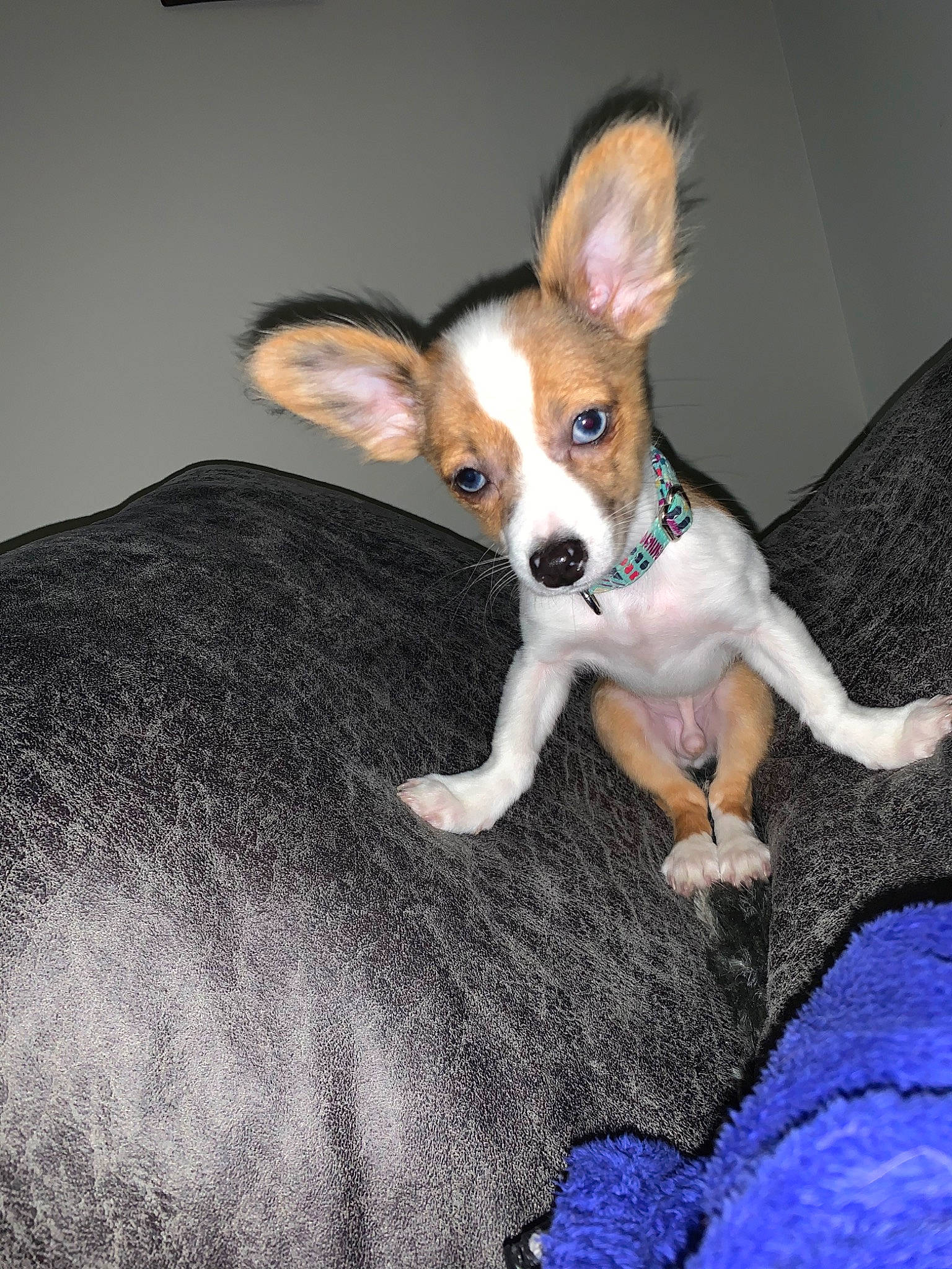 Berkeley is registered to the contest to win money with this photo: canidae, carnivore, chihuahua, companion_dog, corgi_chihuahua, dog, dog_breed, ear, fawn, feist, mammal, miniature_fox_terrier, puppy, rat_terrier, snout, sporting_group, teddy_roosevelt_terrier, toy_dog, toy_fox_terrier, vertebrate