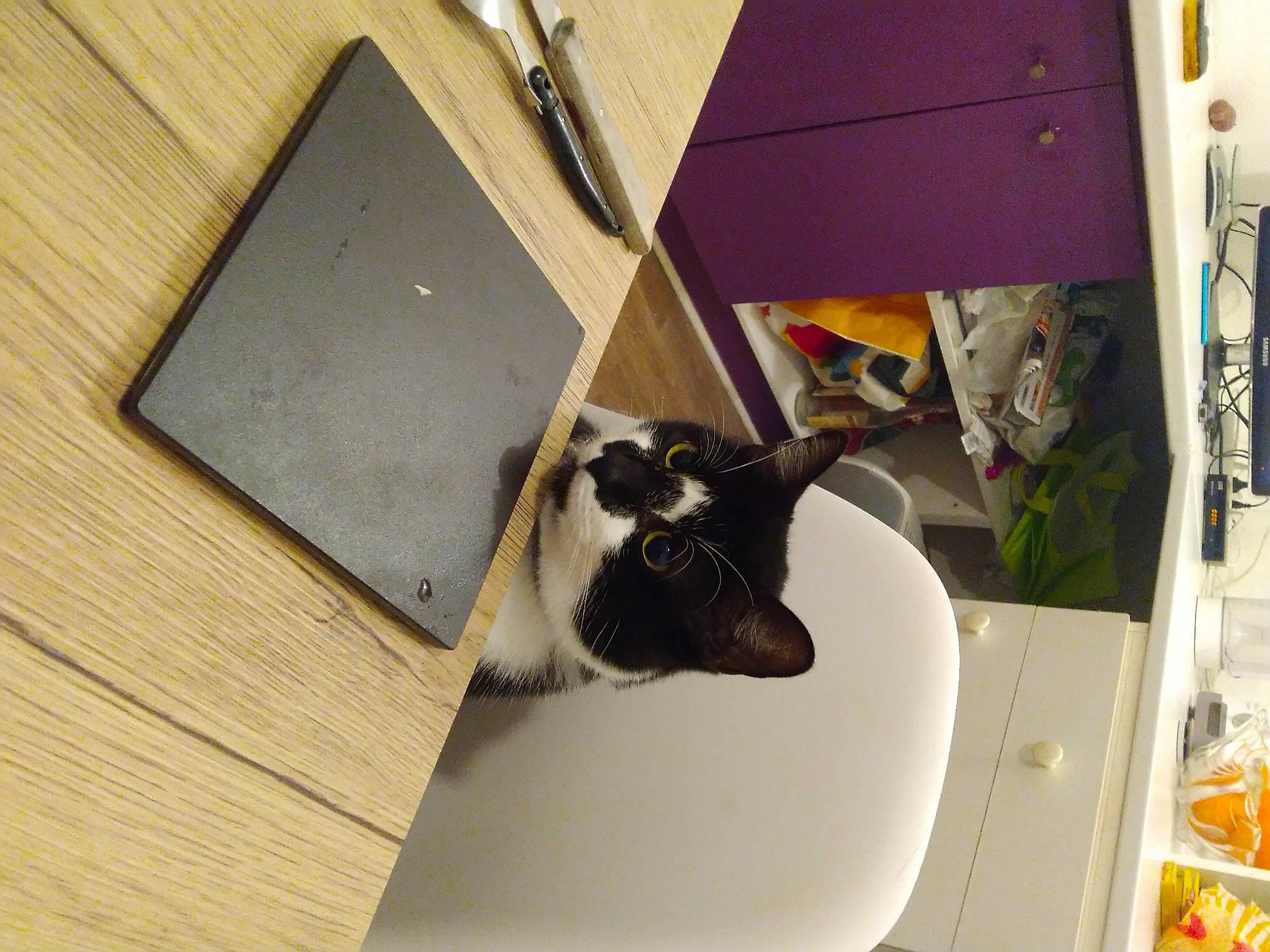 Okapy a rejoint le concours — aidez-le/la à gagner de superbes lots ! art, box, carnivore, cat, domestic_short_haired_cat, felidae, flooring, flowerpot, hardwood, houseplant, plant, plywood, rabbit, room, small_to_medium_sized_cats, table, tail, whiskers, wood, wood_stain