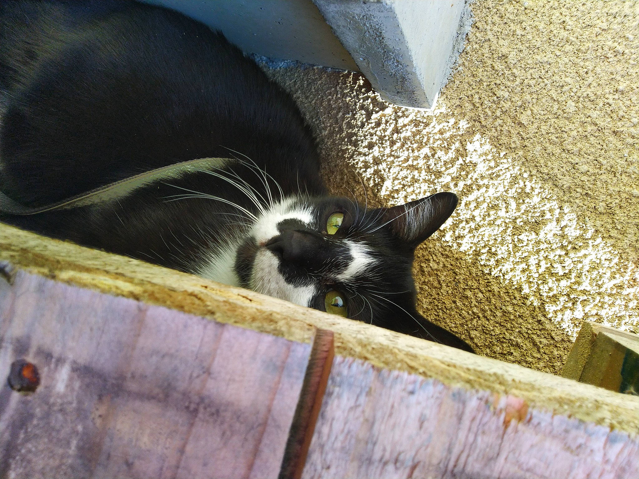 Okapy a rejoint le concours — aidez-le/la à gagner de superbes lots ! black_cat, carnivore, cat, comfort, domestic_short_haired_cat, felidae, flooring, fur, grass, mammal, road_surface, roof, small_to_medium_sized_cats, snout, tail, tints_and_shades, vertebrate, whiskers, window, wood