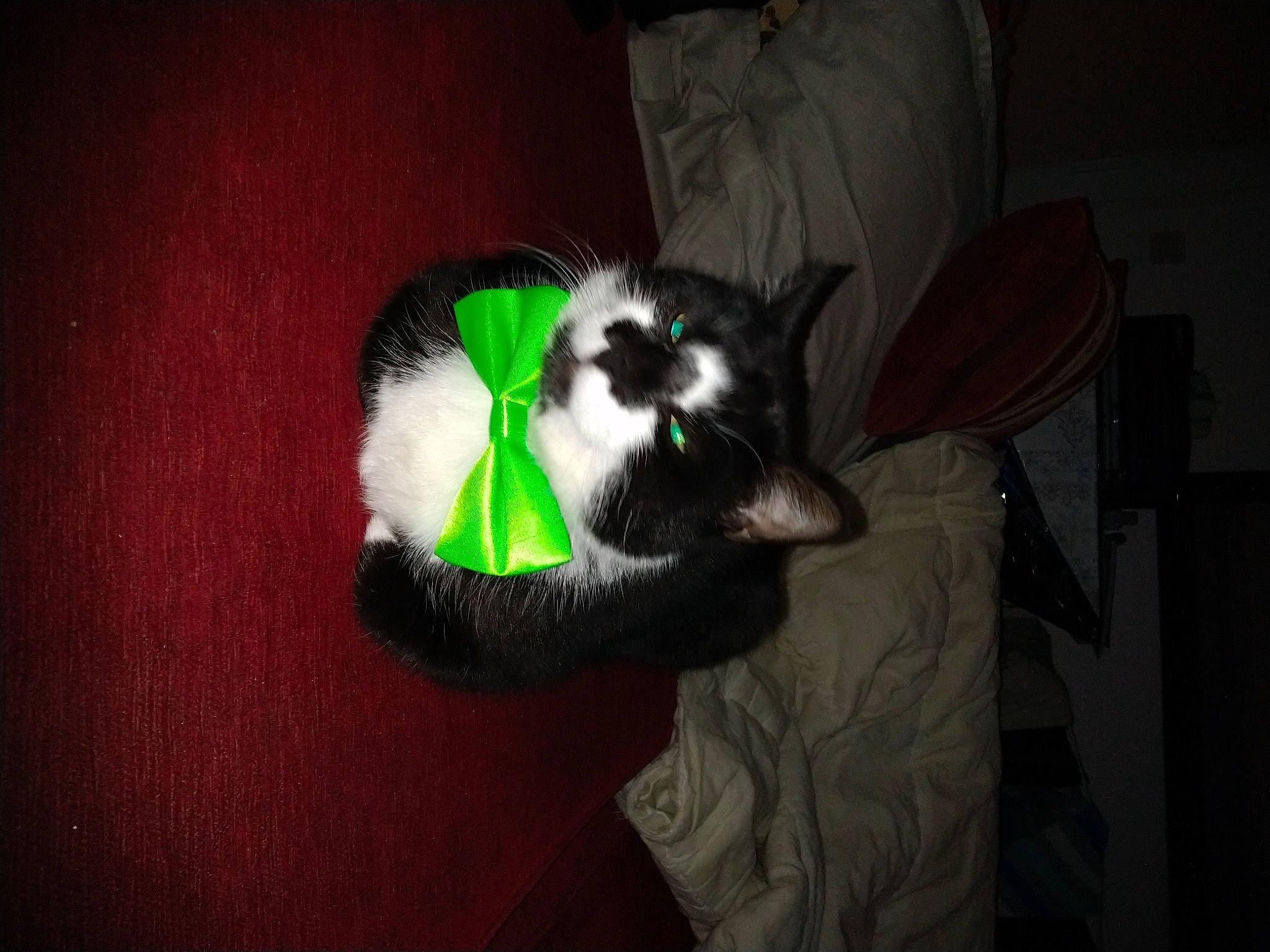 Okapy a rejoint le concours — aidez-le/la à gagner de superbes lots ! carnivore, cat, claw, comfort, darkness, dog_breed, domestic_short_haired_cat, felidae, fur, hardwood, natural_material, paw, room, small_to_medium_sized_cats, tail, whiskers