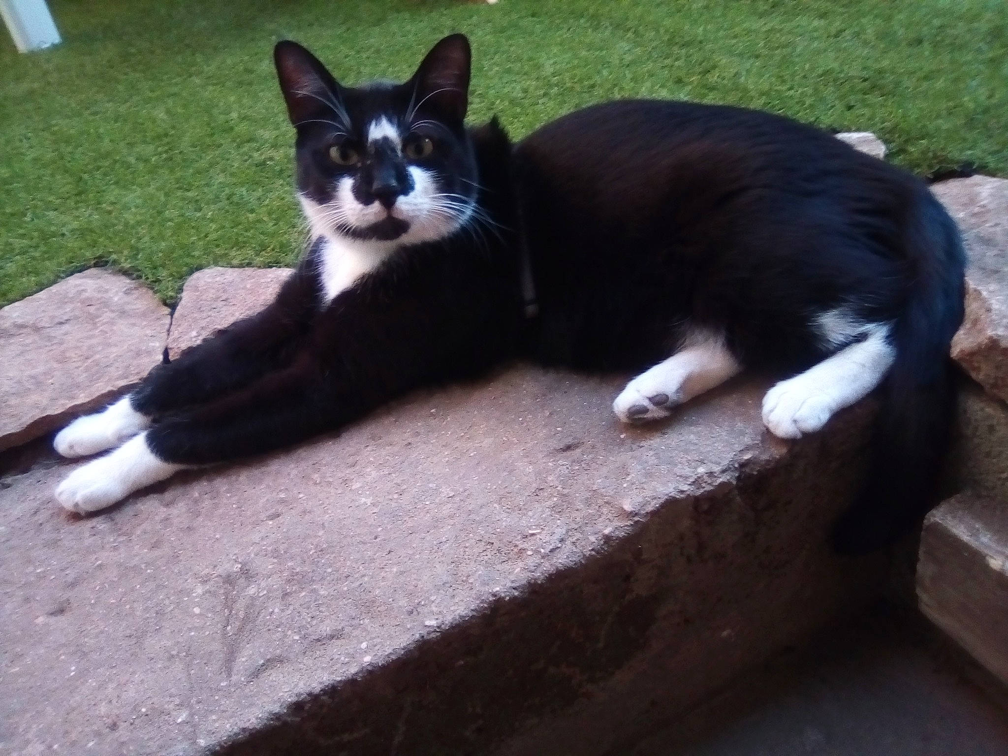 Okapy a rejoint le concours — aidez-le/la à gagner de superbes lots ! carnivore, cat, claw, domestic_short_haired_cat, felidae, foot, fur, mammal, organism, paw, sitting, small_to_medium_sized_cats, snapshot, snout, tail, terrestrial_animal, vertebrate, whiskers