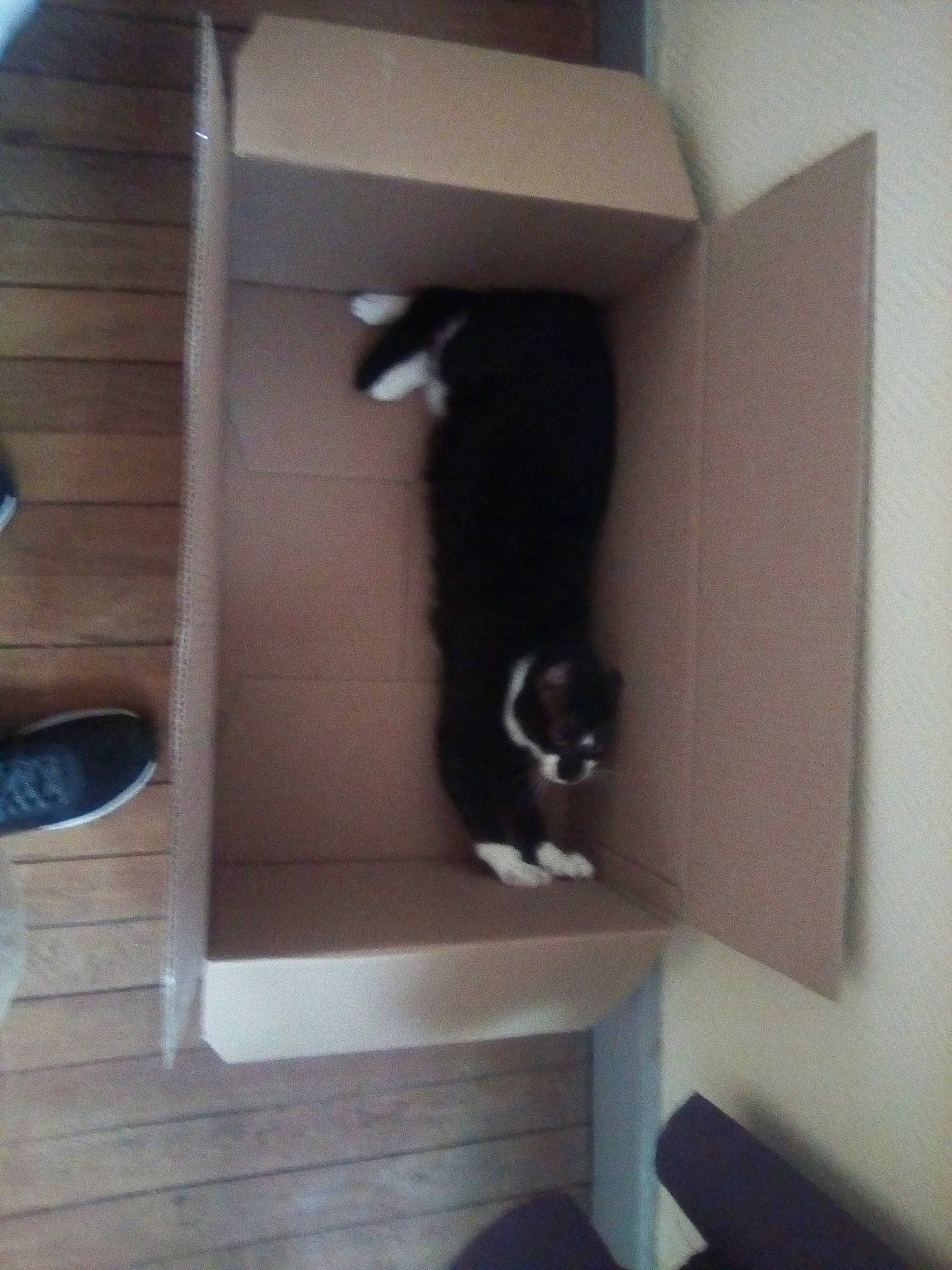 Okapy participe au concours pour gagner de l'argent avec cette photo : carnivore, cat, cat_supply, felidae, floor, flooring, fur, hardwood, interior_design, pet_supply, room, shelf, shelving, small_to_medium_sized_cats, stairs, tail, whiskers, window, wood, wood_stain