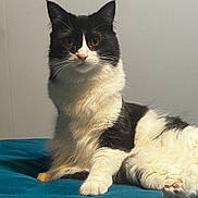 September joined the competition — help win amazing prizes! bedding, black_and_white, cat, curious, ears, eyes, feline, fur, indoor, long_hair, looking_at_camera, paw, pet, pink_paw, portrait, relaxed, teal_bed, tuxedo_cat, wall_background, whiskers