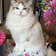 Sapphire is registered to the contest to win money with this photo: cat, fluffy, blue_eyes, indoor, tablecloth, flowers, pink, plant, decor, pet, portrait, sitting, feline, cute, domestic_animal, fur, whiskers, closeup, table, calm