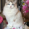 cat, fluffy, blue_eyes, indoor, tablecloth, flowers, pink, plant, decor, pet, portrait, sitting, feline, cute, domestic_animal, fur, whiskers, closeup, table, calm