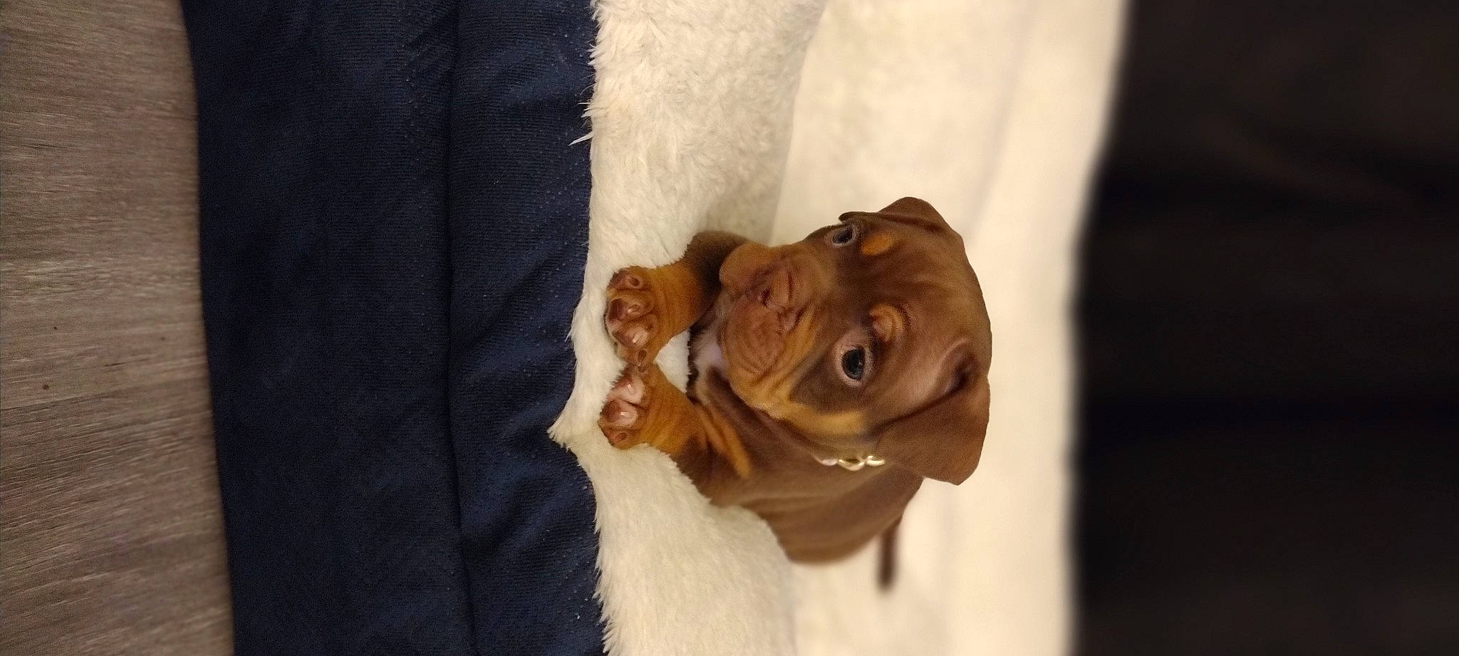 Chocolate is registered to the contest to win money with this photo: canidae, carnivore, companion_dog, dog, dog_breed, ear, eye, fawn, fur, happy, linens, liver, petal, sleeve, snout, sporting_group, whiskers, wood, working_animal, wrinkle