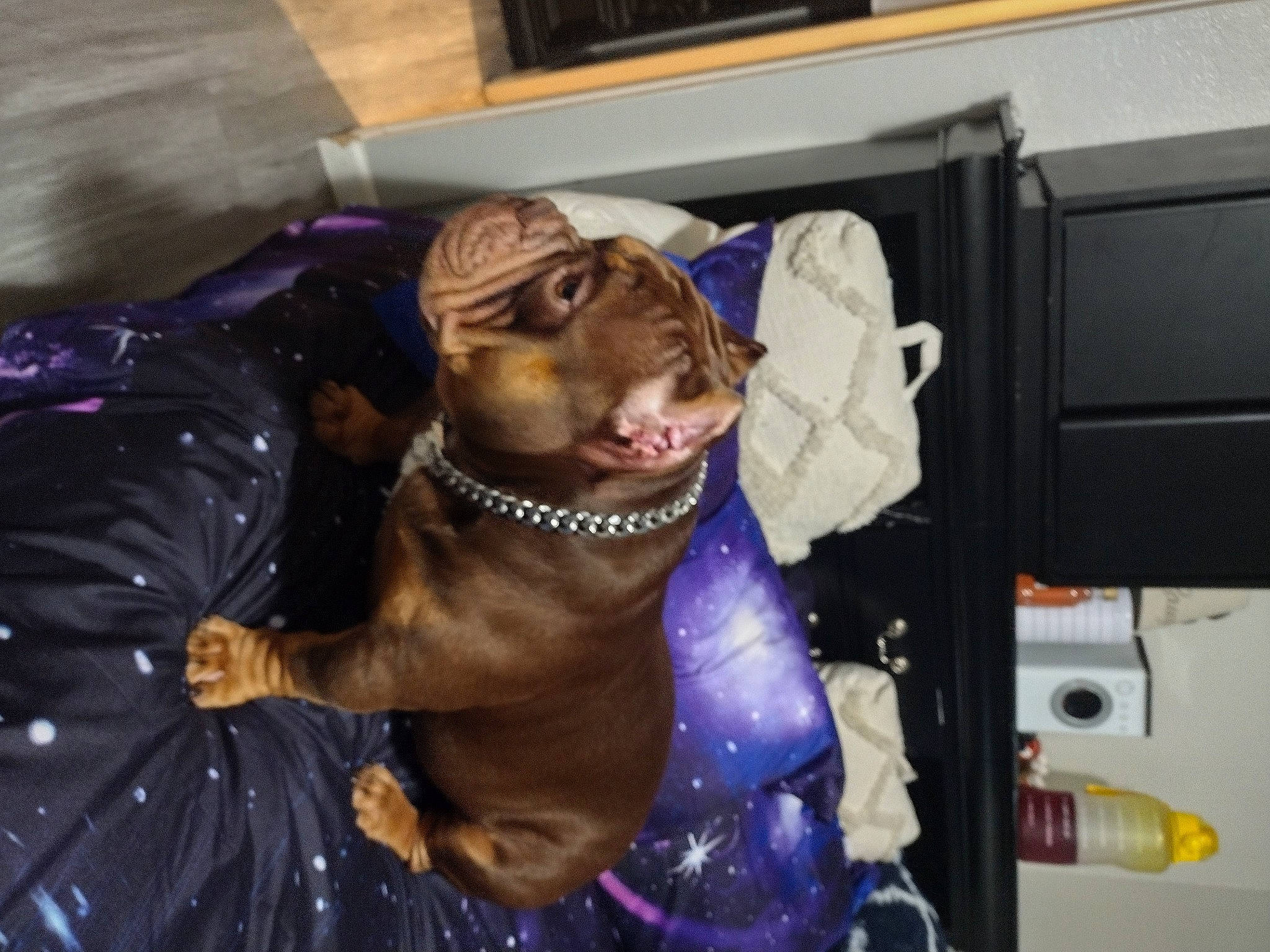 Spooky joined the competition — help win amazing prizes! art, canidae, carnivore, companion_dog, dog, dog_breed, dog_collar, fawn, fur, guard_dog, hat, liver, purple, snout, sporting_group, toy_dog, weimaraner, whiskers, working_animal, wrinkle