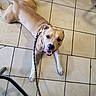 dog, canine, pet, leash, indoor, floor, tile, brown_coat, white_paws, happy, playful, looking_up, animal, domestic_animal, sitting, resting, collar, shadow, chair_leg, tongue_out
