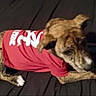 dog, brindle, red_shirt, lying_down, black_background, pet, canine, animal, indoor, clothing, looking_sideways, fur, paw, tail, young_dog, domestic_animal, resting, cute, pet_clothing, companion
