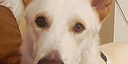 Krypto joined the competition — help win amazing prizes! dog, white_dog, large_ears, indoor, close_up, pet, harness, brown_couch, furniture, canine, animal, domestic_animal, face, ears, eyes, snout, fur, household, companion, portrait