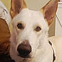 dog, white_dog, large_ears, indoor, close_up, pet, harness, brown_couch, furniture, canine, animal, domestic_animal, face, ears, eyes, snout, fur, household, companion, portrait