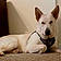 Krypto