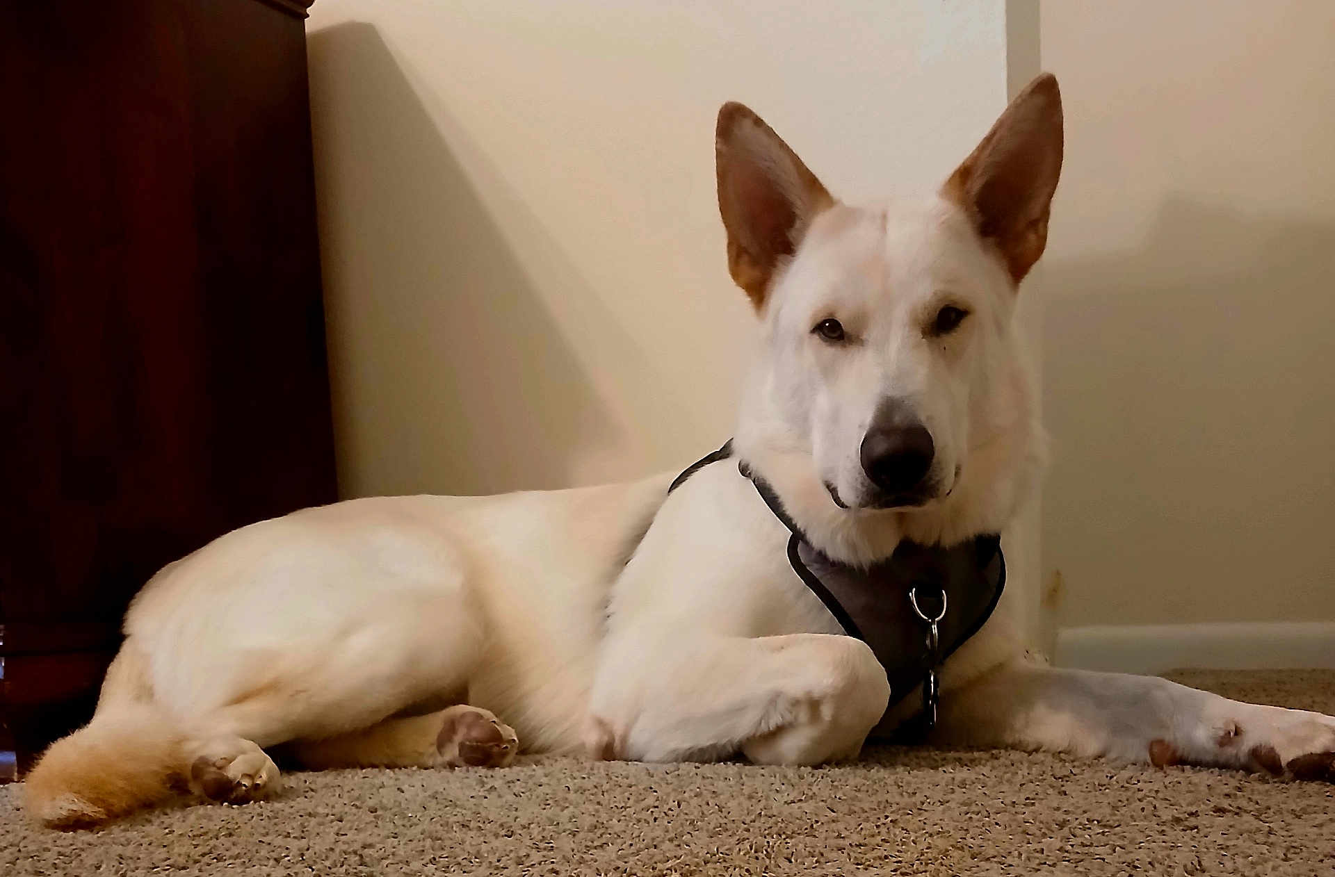 Krypto joined the competition — help win amazing prizes! dog, white_dog, indoor, carpet, harness, pet, canine, relaxed, lying_down, ears_up, animal, mammal, household, furniture, wall, floor, paw, looking_at_camera, companion, domestic