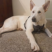 Krypto is registered to the contest to win money with this photo: dog, white_dog, canine, pet, indoor, carpet, floor, furniture, wood, harness, lying_down, resting, ears, paw, animal, mammal, domestic_animal, companion, looking_away, quiet