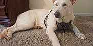 Krypto is registered to the contest to win money with this photo: animal, canine, carpet, companion, dog, domestic_animal, ears, floor, furniture, harness, indoor, looking_away, lying_down, mammal, paw, pet, quiet, resting, white_dog, wood