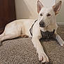 dog, white_dog, canine, pet, indoor, carpet, floor, furniture, wood, harness, lying_down, resting, ears, paw, animal, mammal, domestic_animal, companion, looking_away, quiet