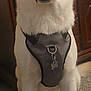 Krypto is registered to the contest to win money with this photo: dog, white_dog, harness, pet, indoor, carpet, furniture, wooden_furniture, household_items, sitting, canine, animal, ears, paw, floor, room, domestic, companion, pet_accessory, closeup