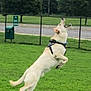 dog, playing, jumping, tennis_ball, green_grass, park, outdoor, harness, fence, trees, active, pet, mid_air, canine, nature, daytime, fetch, happy, animal, leap