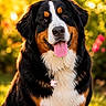 animal, bernese_mountain_dog, black_fur, bokeh, brown_fur, collar, dog, flower, fluffy, grass, happy, nature, outdoor, pet, portrait, smiling, sunlight, tag, tongue_out, white_fur