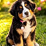 Bell joined the competition — help win amazing prizes! adorable, animal, bernese_mountain_dog, blurred_background, collar, cute, dog, flower, fur, grass, greenery, head_tilt, nature, outdoor, pet, puppy, sitting, sunlight, tag, young