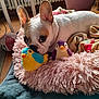 dog, french_bulldog, plush_toy, bird_toy, pet_bed, cozy, indoor, blanket, floor, radiator, plant_pot, wooden_floor, cute, pet, animal, relaxed, fluffy_bed, toy, nose, ears
