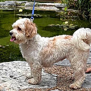 Peaches is registered to the contest to win money with this photo: animal, brown_fur, curly_coat, dog, fluffy, garden, leash, lily_pads, nature, outdoor, pet, pond, profile_view, rocks, small_dog, standing, stone_path, water, water_lilies, white_fur
