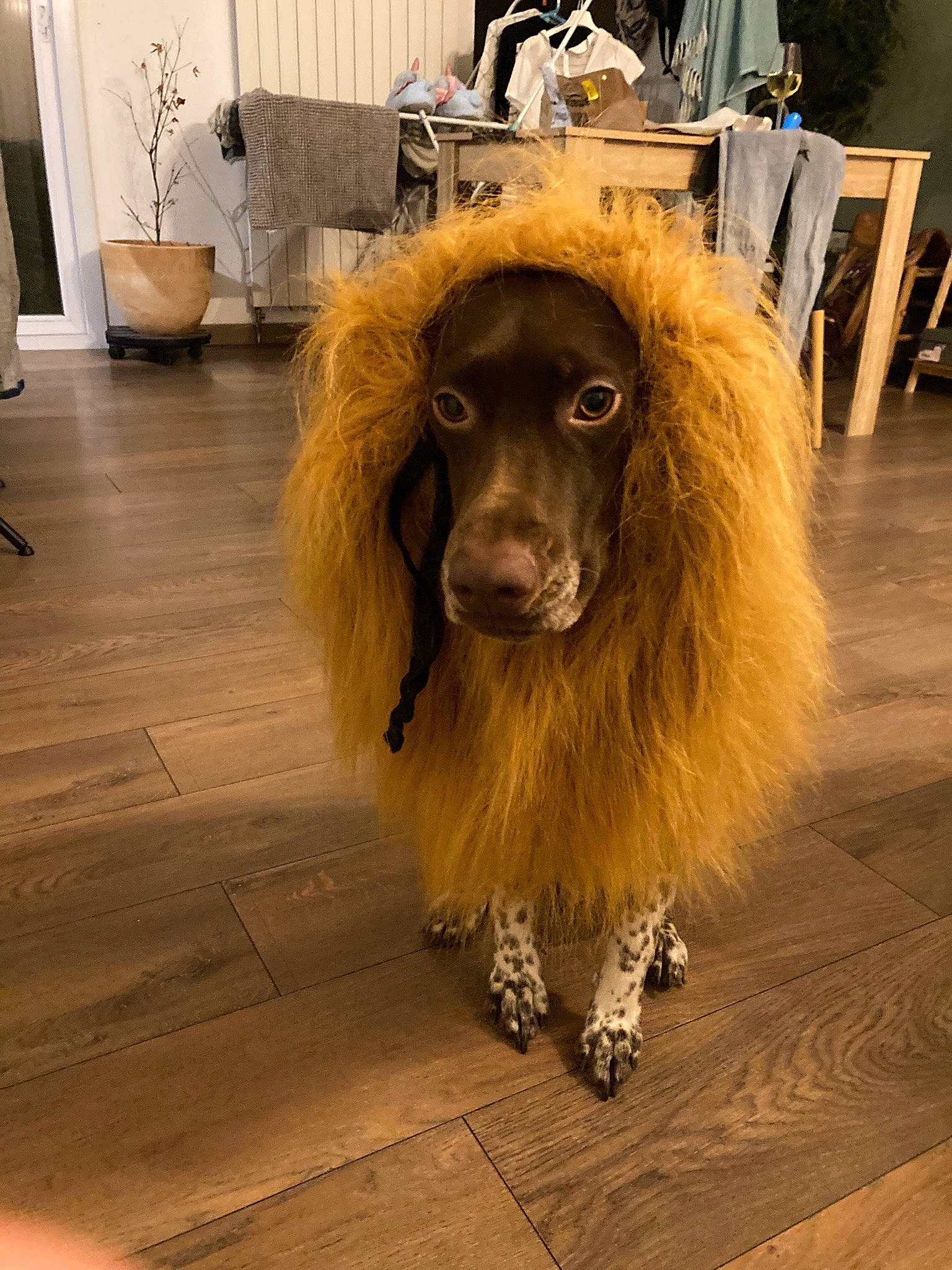 Sissi participe au concours pour gagner de l'argent avec cette photo : canidae, carnivore, chair, companion_dog, dog, dog_breed, floor, flooring, fun, fur, hardwood, houseplant, liver, plant, snout, spaniel, sporting_group, wood, working_animal, working_dog